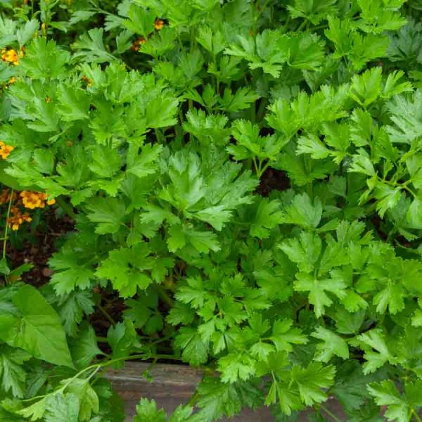 Aromatiques - Persil Gigante d'Italia (Géant d'Italie) - BIO - face recto